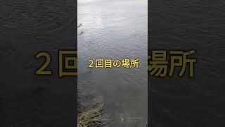 2023.6.20絶対に居るはず！通えば釣れるでしょう！木津川ブラックバス釣り！ #fishing