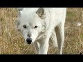 yellowstone the wolves are back wildlife documentary