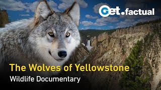 Yellowstone - The Wolves are Back | Wildlife Documentary