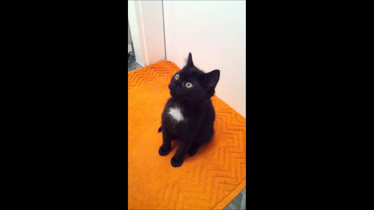 Cute Kitten Is Crying Youtube