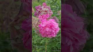 芍薬の花「寿慶」／CHINESE PEONY \