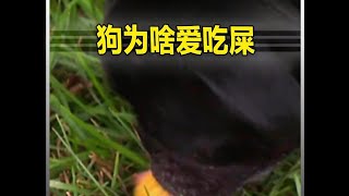 狗为啥爱吃屎