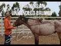 Training an Unhandled Brumby - Day 6 and 7