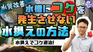 【秘伝】水槽にコケを発生させない水換えの方法とは！水換えはコケ退治に有効です！