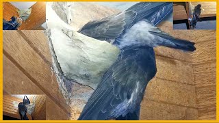 Bird Nest House In Cambodia | Swiftlet Bird Nest Farming @SokleapTho