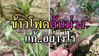 การปลูกข้าวโพด แล้วเป็นใบม่วงแก้อย่างไร  เกษตรกรเข้ามาตอบ