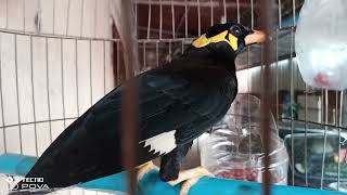 អាវងចេះធ្វើសំលេងបានច្រើន🐦