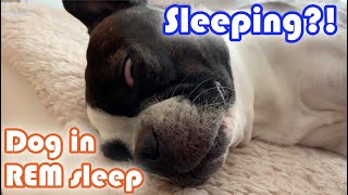 ちょっと怖い？犬のレム睡眠 / Sleeping?! Dog In REM Sleep