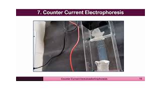 Immunology Lecture Series  4  Countercurrent Immunoelectrophoresis