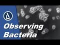 How to see BACTERIA with a microscope | Amateur Science