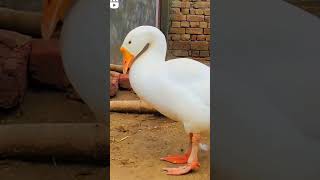 Rajhans taking rest || #rajhans #ducks #rajhansducks #rest # #mascovy  #short #youtubeshort