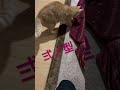 キキの猫パンチ🤜 shorts ねこのいる暮らし ねこちゅーぶ ねこちチャンネル ねこチャンネル ねこ動画 ねこ cat 猫のいる暮らし