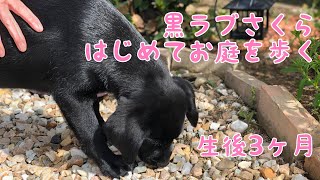 【黒ラブ】さくらはじめてお庭を歩く🌸　生後3ヶ月 黒ラブ　子犬