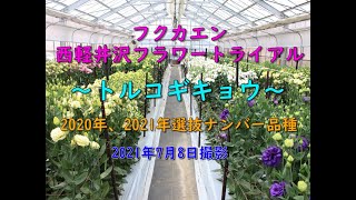 【福花園種苗株式会社】 西軽井沢フラワートライアル2021夏　『トルコギキョウ』 2020年,2021年選抜ナンバー品種　ご紹介