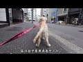 朝から大好きな佐川女子に偶然出会って大喜びで踊ってしまうゴールデンレトリバーの子犬ティト。