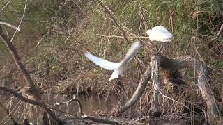 S0268　Confluence of Nanase River \u0026 Oita River　The two birds get along well　Black-Faced Spoonbill