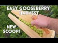 Gooseberry Scoop - Ridiculous Easy Harvesting Of Gooseberries!