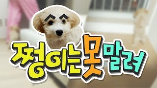 마냥 귀엽기만 하던 쩡이의 행동이 심상치 않다?! 양띵TV 인정 3대 지X견!  '말썽꾸러기 쩡이는 못 말려'