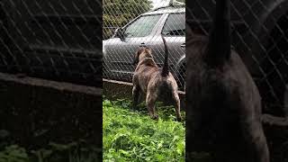 Presa Canario Khatil / guarding / 15 months