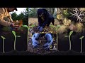 Gardening 🌱 Plants and Harvest TikTok Compilation