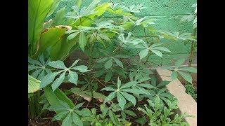 How to grow Tapioca | மரவள்ளி கிழங்கு வளர்ப்பது எப்படி?