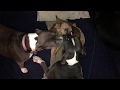 Brownie And Sweetie Playing With The 90lb Pit Bull Adam