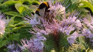 Wspomnienia lata, zarazem tęsknota 🐝