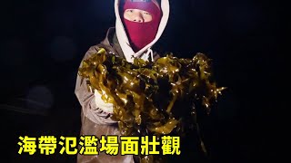 無人島海帶氾濫場面壯觀，小漁揭露氾濫真相，一晚撿幾百公斤太過癮【漁小仙】