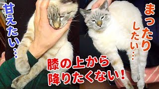 飼い主の膝の上で甘え、眠り、毛づくろいをする猫がかわいすぎる【作業用デュフィ】