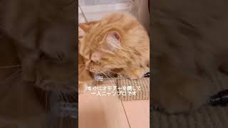 ダイソーのおもちゃで遊ぶ猫🧡サイベリアンのムー🐱#猫じゃらし