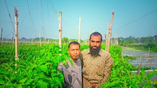 শীতকালীন টমেটো গাছের হরমোন ,কিভাবে ব্যবহার করতে হবে  #কৃষি বিষয়ক তথ্য।