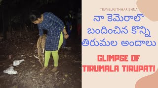 కెమెరా లో బందించిన తిరుమల అందాలు Glimpse of #Tirumala Tirupati / #Telugu #Travel #Vlog