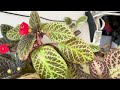 plant tour 🌸 my african violet u0026 episcia collection vlogmas 23