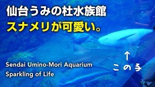 ＜仙台うみのもり水族館＞スナメリくんが可愛くてうっとり【巨大水槽】