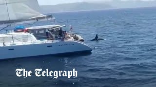 Sailor opens fire on pod of orcas in Strait of Gibraltar