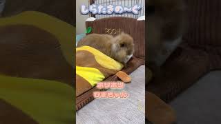 楽しそうなひまわりちゃん#うさぎ #うさぎのいる暮らし #かわいい #rabbit #アメリカンファジーロップ