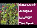 6அடி உயரம், 20வருடம் பூ பூக்கும் Tree ரோஸ் | 6 feet tall, 20 years living, Tree Rose Call 9894256188