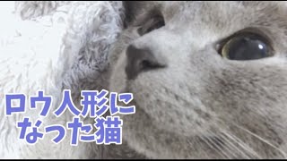 【ロシアンブルー】ロウ人形になった猫