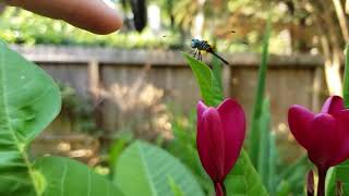 2019 09 03 How to Pet a Dragonfly