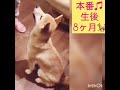 【柴犬 もみさん】仔犬と踊る記録 犬芸）　『もみさんと一緒』そして本番！？dance with shiba inu Ｍomisan