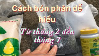 Cách bón phân cơ bản dễ hiểu cho cây mai từ tháng 2 đến tháng 7