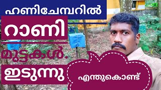 സൂപ്പറിലെ അടയിൽ റാണി മുട്ടയിടുന്നു എന്തുകൊണ്ട്?? Beekeepping Beefaming honeybeefaming