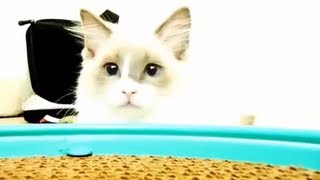 Lustige Katzen Compilation 2014 Sammlung Katzen Videos