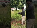 mango pruning