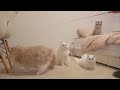 Cats vs Invisible Wall  Kittisaurus