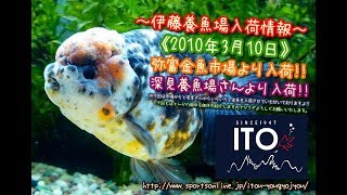 【伊藤養魚場入荷情報】2020年3月10日 深見養魚場さん等より入荷しました!!