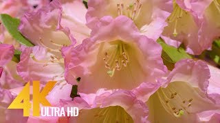 Macro Flowers 4K 60fps - Nature Relax Video + Amazing Birds Singing (8 Hours) - Episode 2