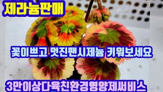 제라늄판매 010 4499 2456 5만이상무료배송 3만이상다육친환경영양제써비스 주문은 문자로주세요