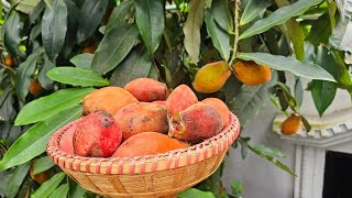 আমাদের গাছের বিলাতি গাব ফল আজকে 5kg 😲😲 পাকা বিলাতি গাব পারলাম। villagefood / Villagelife / village