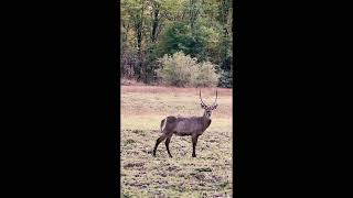 Common Waterbuck